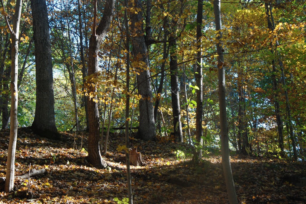Nature Preserve 1 woodlands